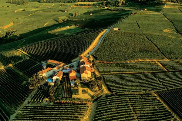 Exploring Gaja Wines Across Italy