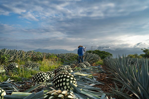 Hats Off to Agave Spirits