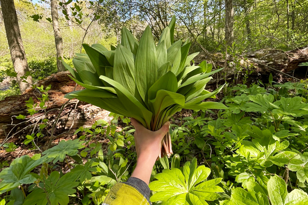 Foraging: Forest to Table [2026]