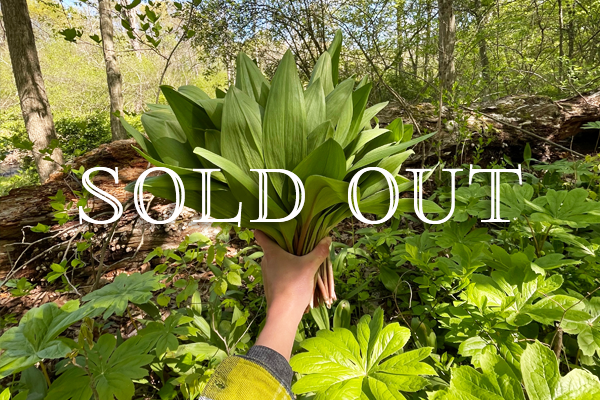 Foraging: Forest to Table