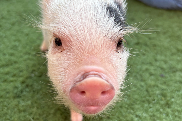 Little Pours, Big Flavor: WhistlePig and Mini Piggies